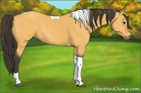 Horse Color:Buckskin Tobiano Rabicano