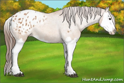 Horse Color:Bay Splash Appaloosa Rabicano 