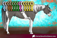 Horse Color:Grullo Splash Tobiano Rabicano