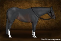 Horse Color:Brown Tobiano