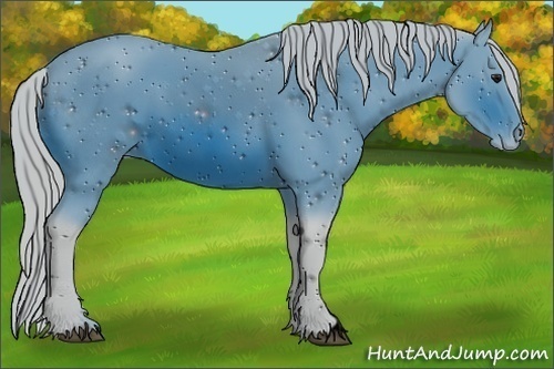 Horse Color:ERROR: UNKNOWN ANOMALY