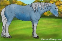 Horse Color:ERROR: UNKNOWN ANOMALY