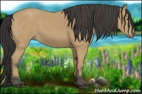 Horse Color:Buckskin 