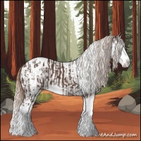 Horse Color:Liver Chestnut Sabino Splash Appaloosa  and Gray Liver Chestnut Sabino Splash Appaloosa 