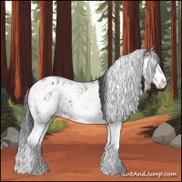 Horse Color:Bay Sabino Splash Appaloosa  and Bay Sabino Splash Appaloosa 