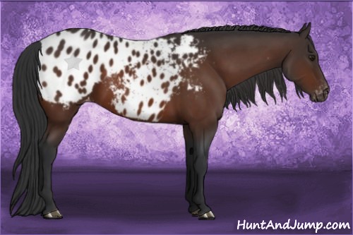 Horse Color:Brown Appaloosa 