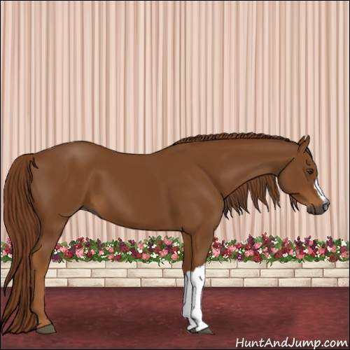 Horse Color:Gray Chestnut