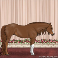 Horse Color:Gray Chestnut 