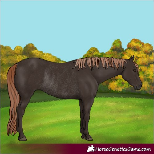 Horse Color:Liver Chestnut Rabicano 