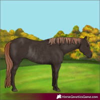 Horse Color:Liver Chestnut Rabicano 