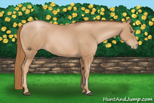 Horse Color:Chestnut Pearl 