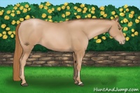 Horse Color:Chestnut Pearl