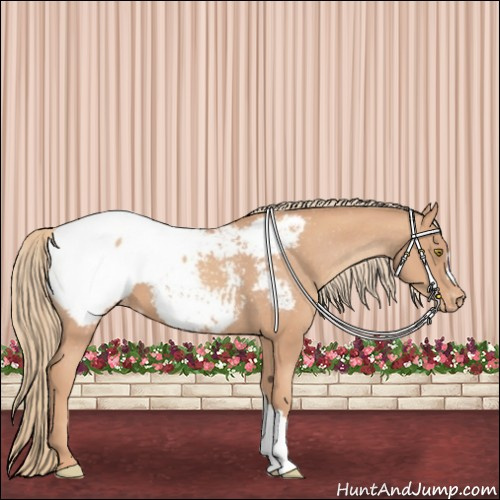Horse Color:Gold Champagne Appaloosa 