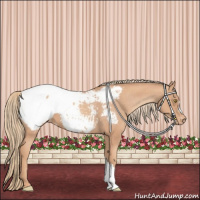 Horse Color:Gold Champagne Appaloosa 
