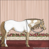 Horse Color:Classic Cream Champagne Appaloosa