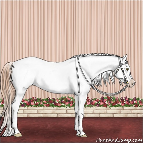 Horse Color:Gold Champagne Appaloosa 