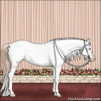 Horse Color:Gold Champagne Appaloosa 