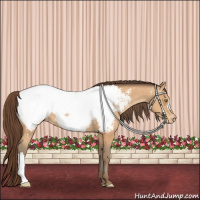 Horse Color:Amber Champagne Appaloosa 