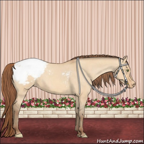 Horse Color:Amber Champagne Dun Appaloosa 