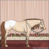 Horse Color:Amber Champagne Dun Appaloosa 