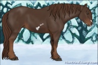 Horse Color:Liver Chestnut Frame 