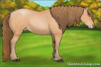 Horse Color:Bay Pearl 