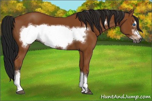 Horse Color:Gray Bay Frame 