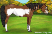 Horse Color:Gray Bay Frame 