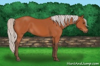 Horse Color:Silver Bay 