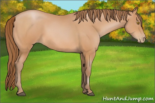 Horse Color:Bay Pearl