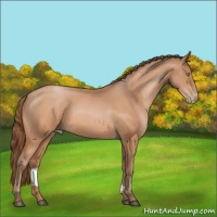 Horse Color:Bay Pearl 