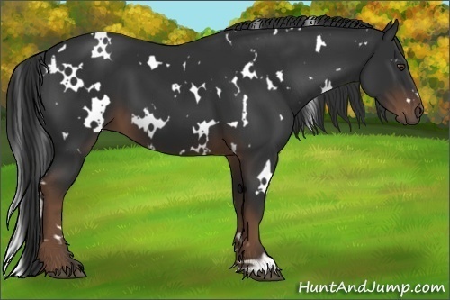 Horse Color:White Spotted Liver Chestnut 