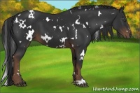 Horse Color:White Spotted Liver Chestnut 
