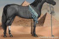 Horse Color:Blue Roan