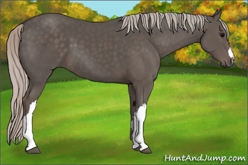 Horse Color:Silver Black 
