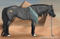 Horse Color:Blue Roan 