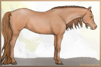 Horse Color:Bay Pearl