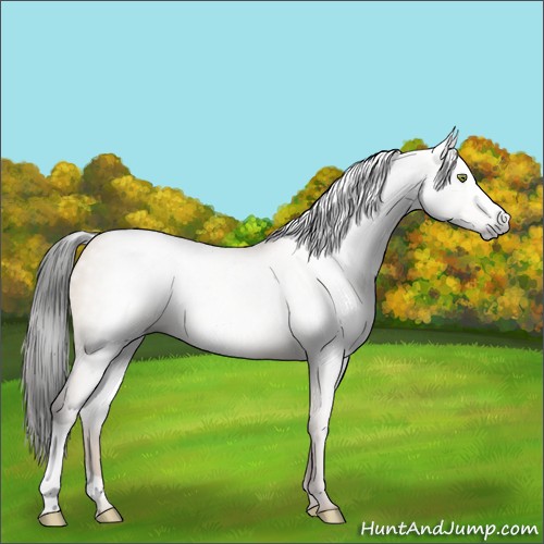 Horse Color:Gray Amber Champagne Dun 
