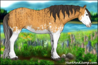 Horse Color:Buckskin Splash  and Buckskin Splash 