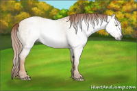 Horse Color:Gray Gold Champagne Dun 