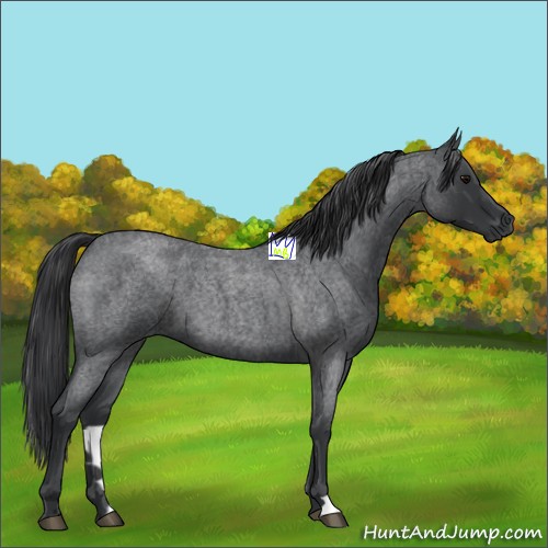 Horse Color:Blue Roan 