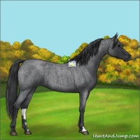 Horse Color:Blue Roan 