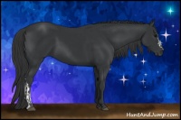 Horse Color:Black  and Black 