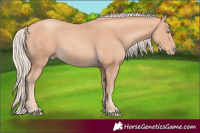 Horse Color:Gray Cremello 