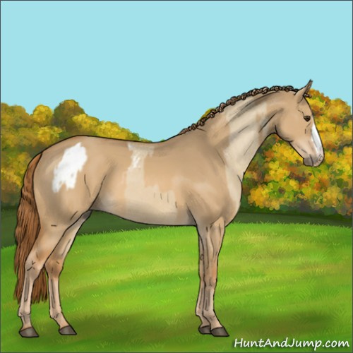 Horse Color:Red Dun Appaloosa and Red Dun