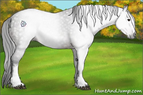 Horse Color:Gray White Spotted Bay