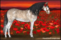 Horse Color:Brown Dun Splash and Brown Dun Splash