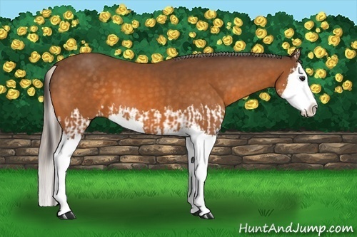 Horse Color:Buckskin Splash  and Silver Buckskin Splash 