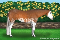 Horse Color:Buckskin Splash  and Silver Buckskin Splash 