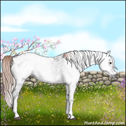 Horse Color:Gray White Spotted Liver Chestnut Blanket 